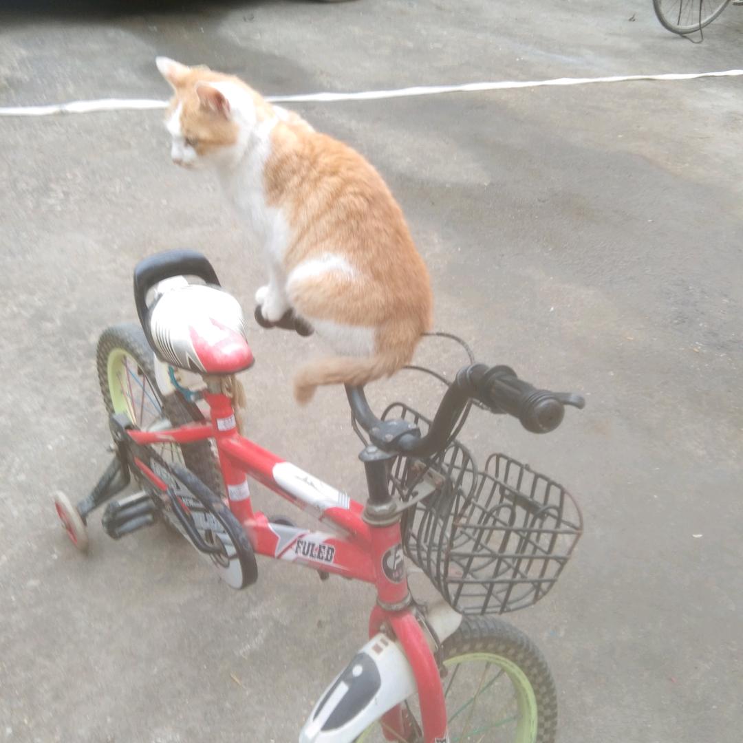 枭雄