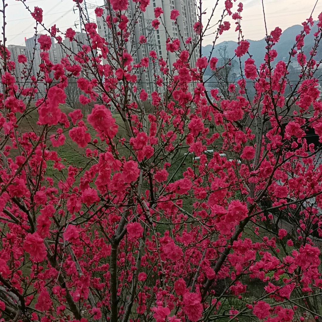 实话实说。属虎🐯心太软