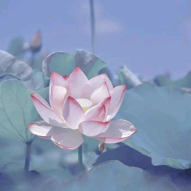 杨丫丫