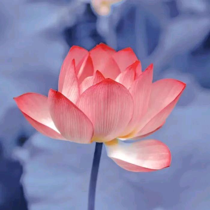 木子李✔