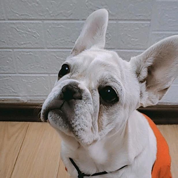 穿红裤衩的胖子2