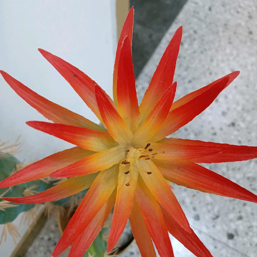 雪花飘
