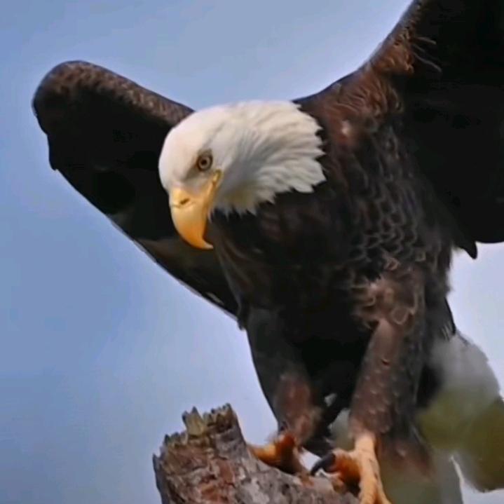 dyci3395f9p1，展翅高飞