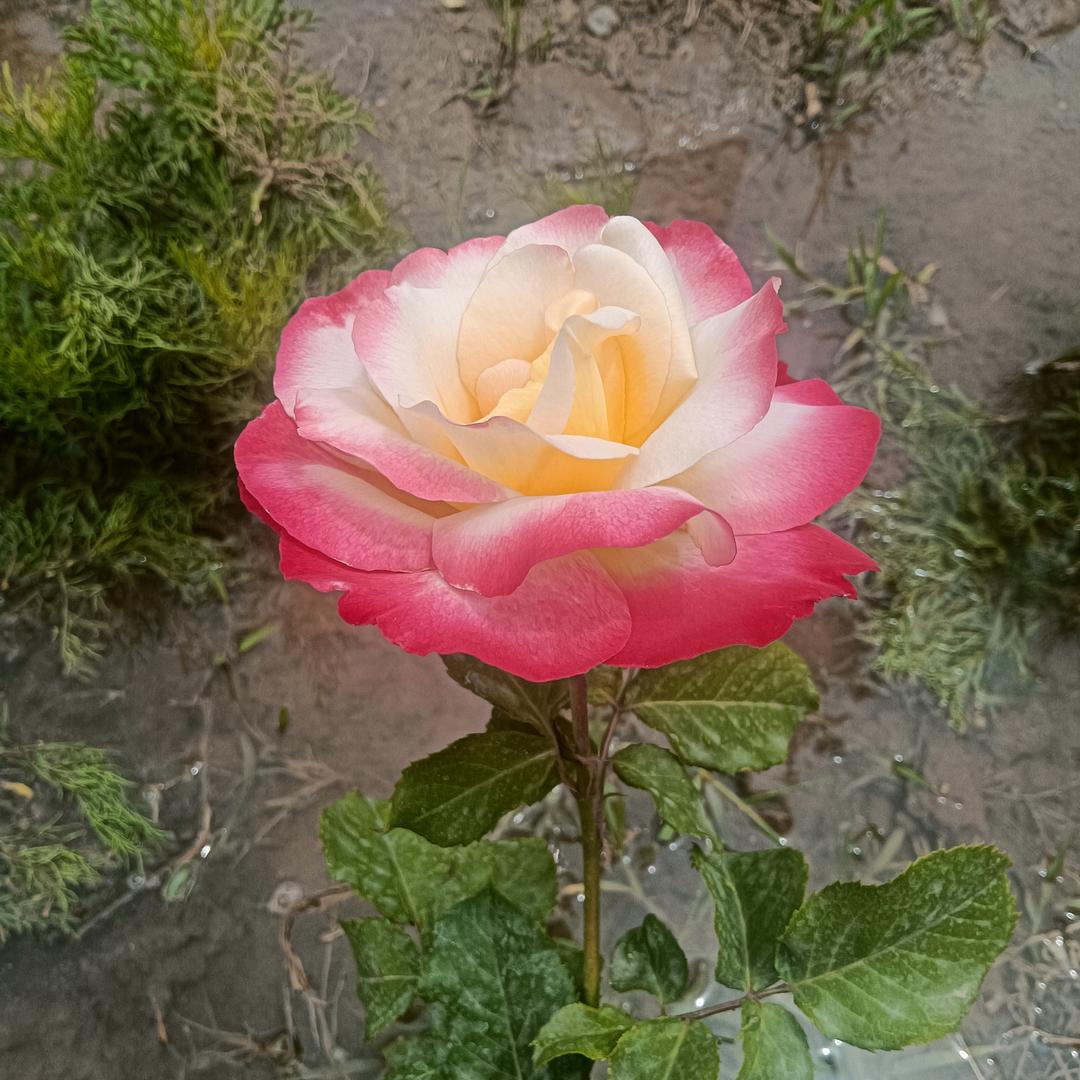 花天堂