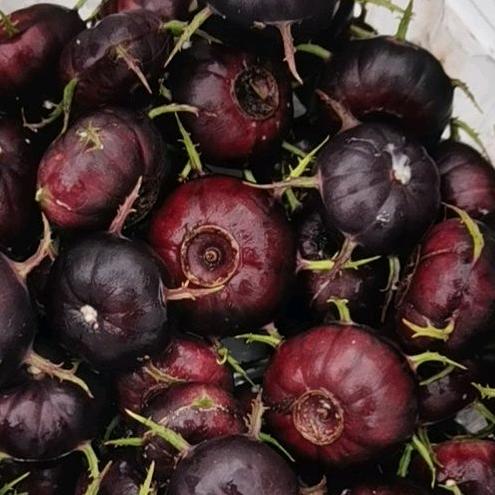 创新鲜果（红果参）