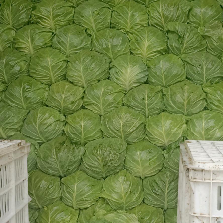 坝上疏菜代办～李