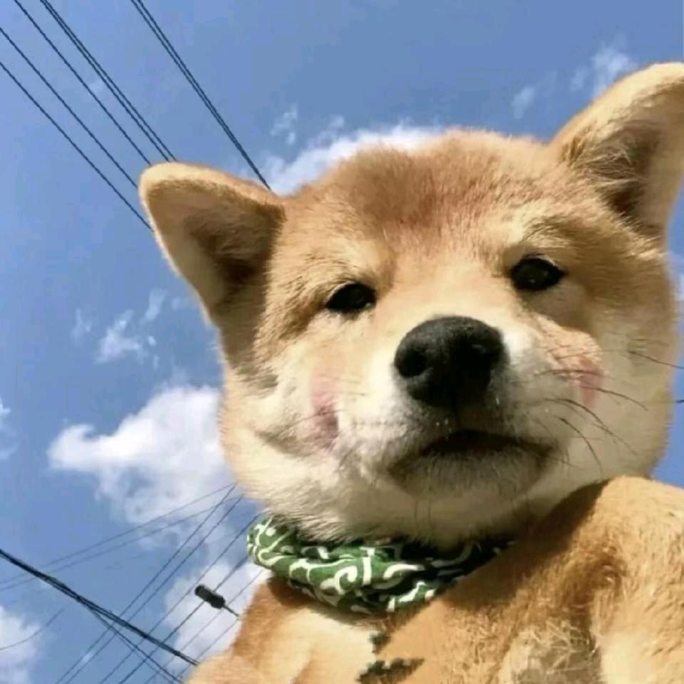 翻斗花园王壮壮o