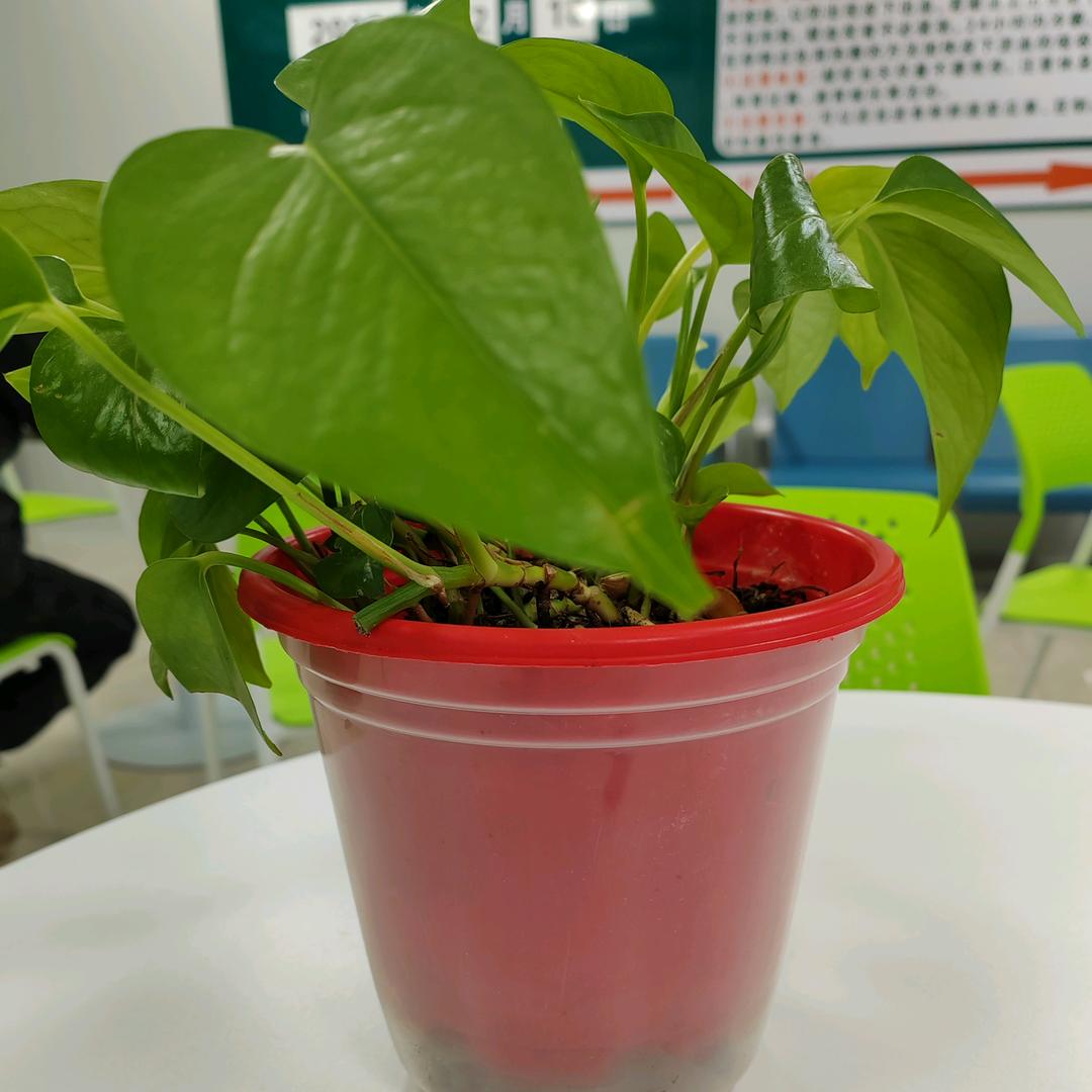 有你（李）才幸福