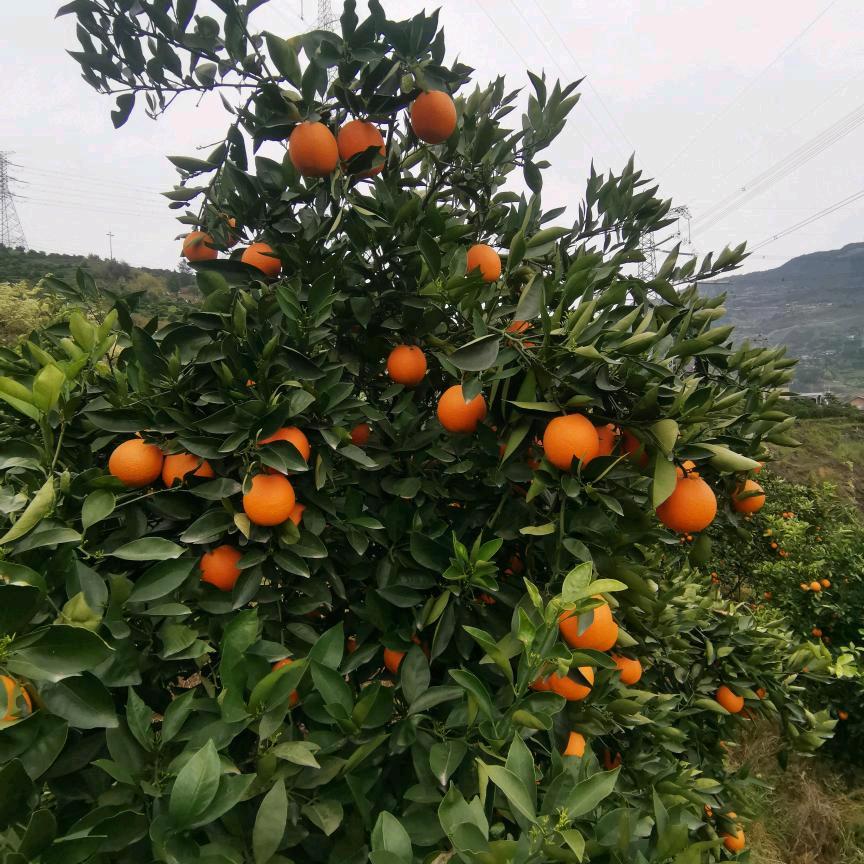奉节双桂水果