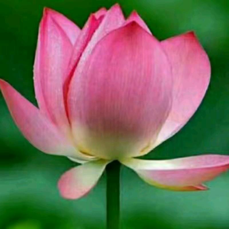 阜阳玲姐