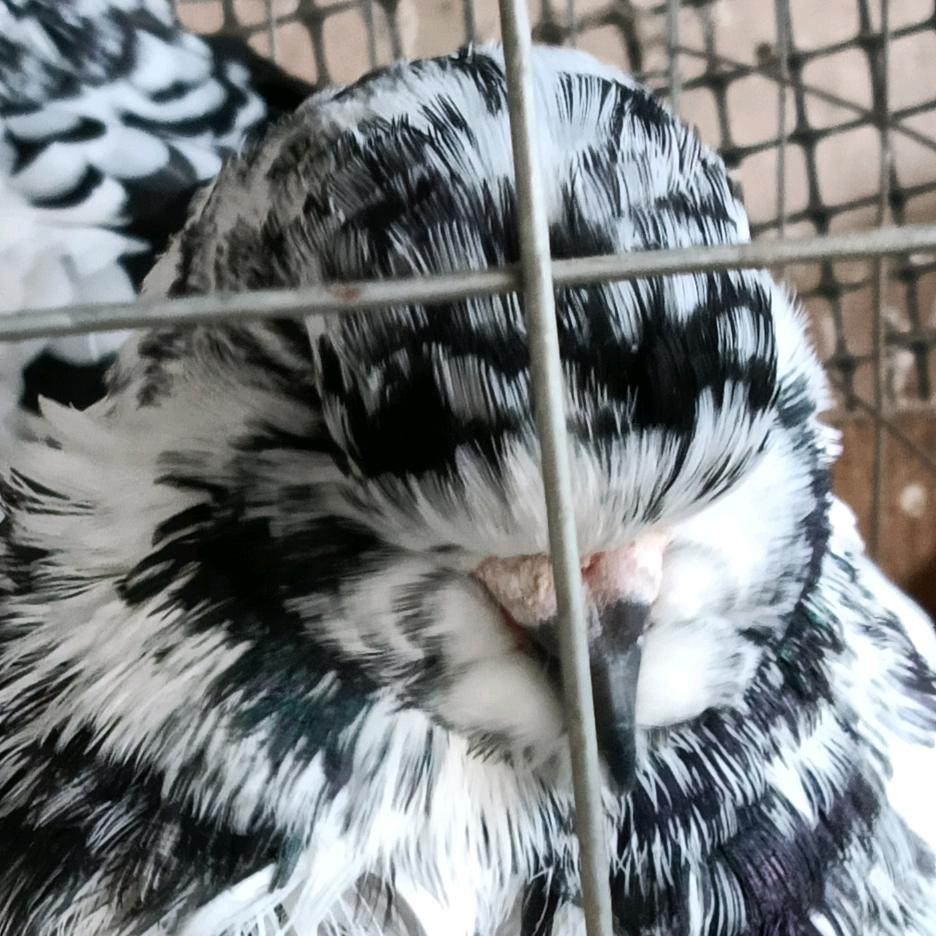 肖光新