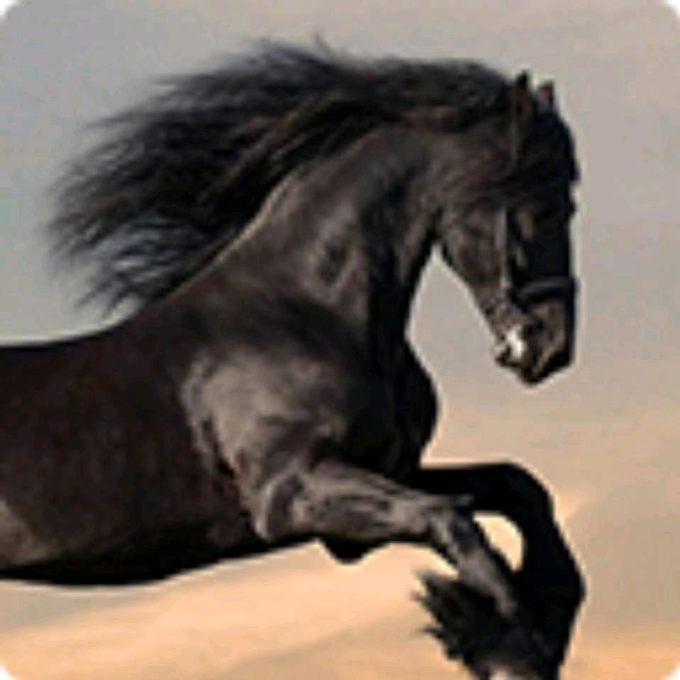 🐴感谢相尹520♥