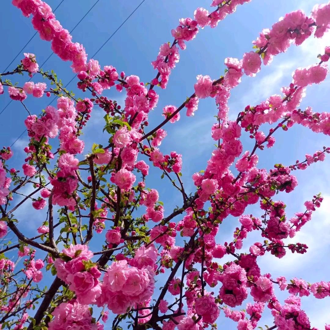 寻找妈妈和弟弟