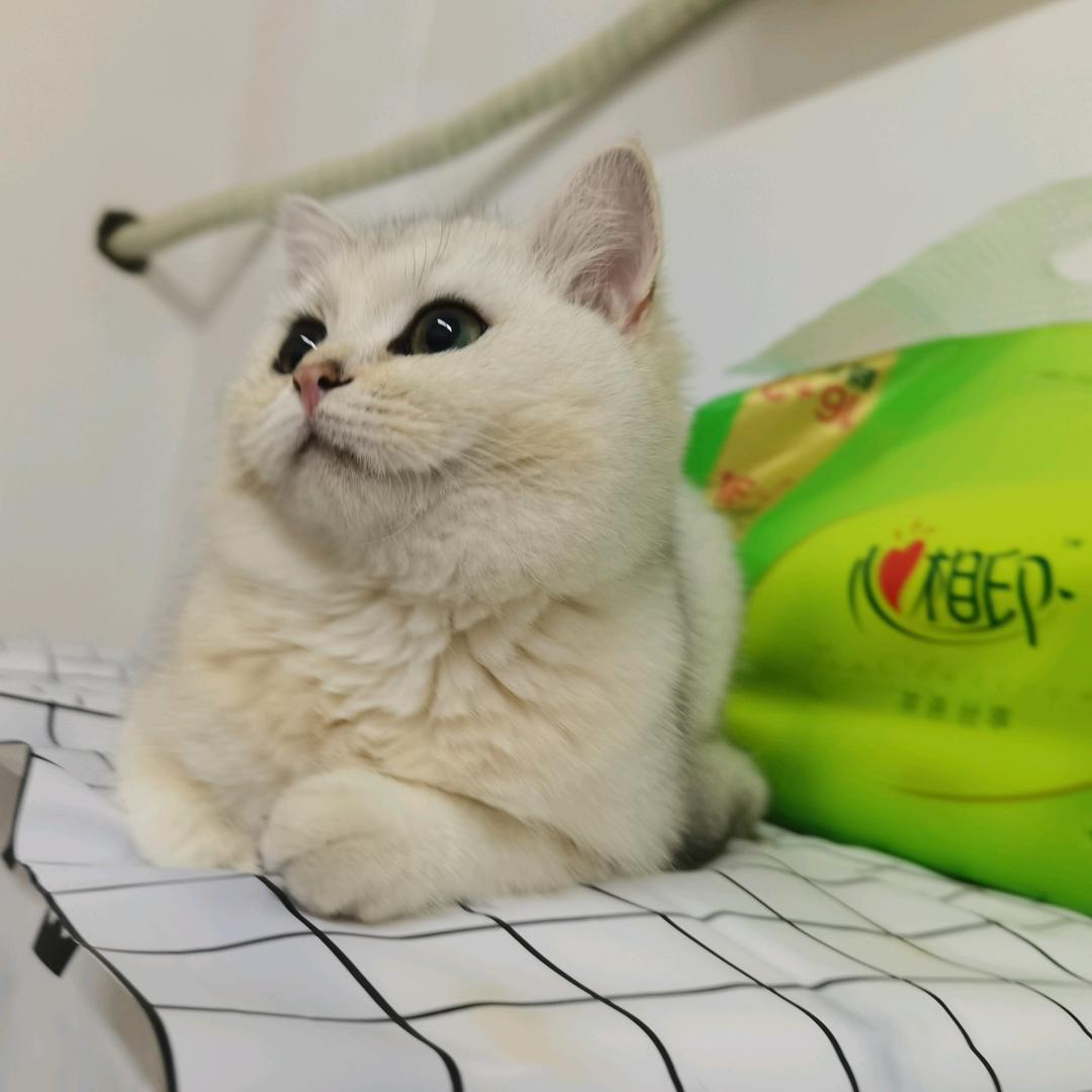 哈喽是只猫🐾