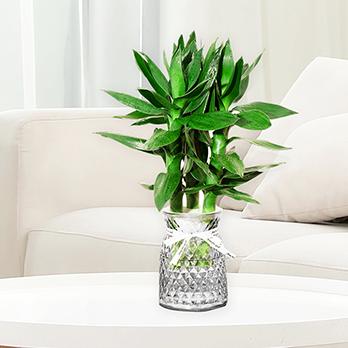 竹染轻尘绿植旗舰店