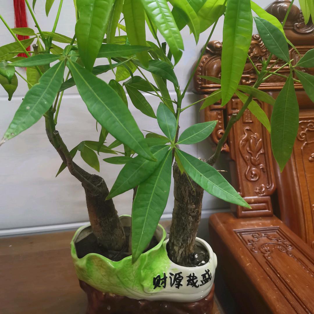 顾