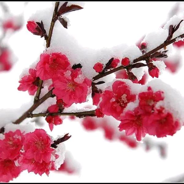 梅花香自苦寒来