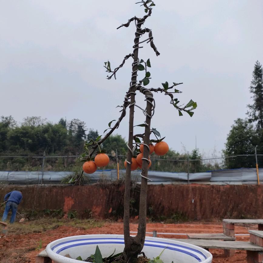 江安县阳春镇雅闲居种植场