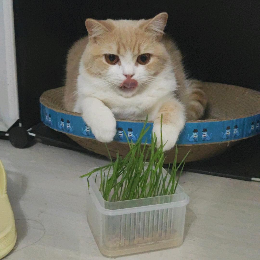 有只猫猫叫傻豆
