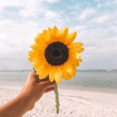 风浅～
