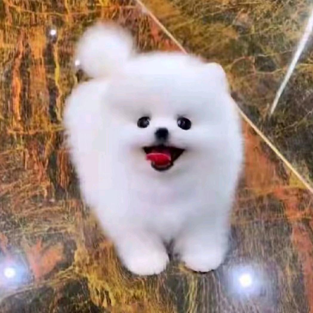 养博美犬的小姐姐