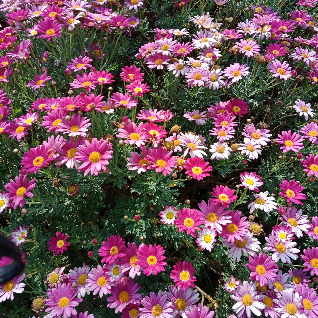 向日葵花