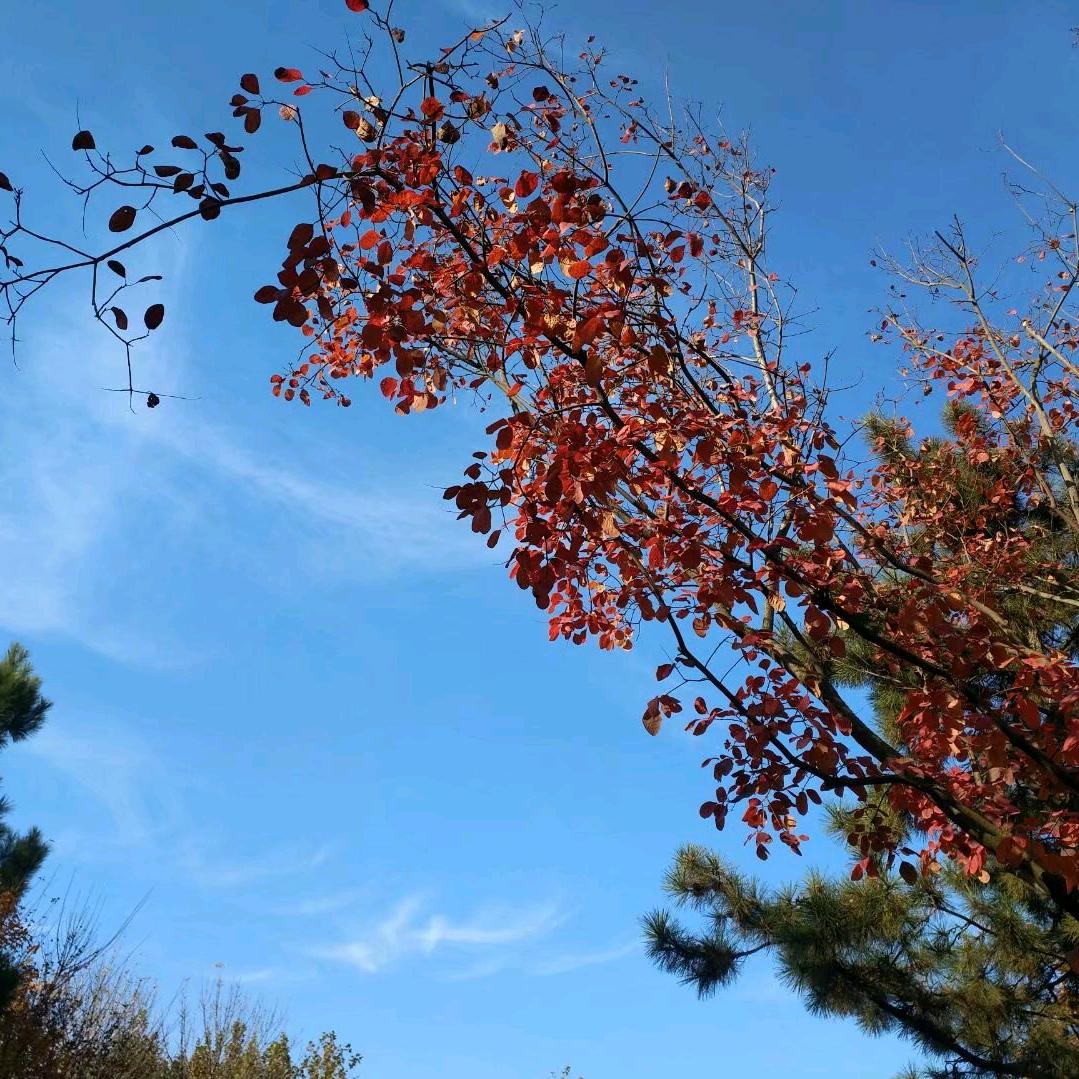 小  西红柿🍅 💦