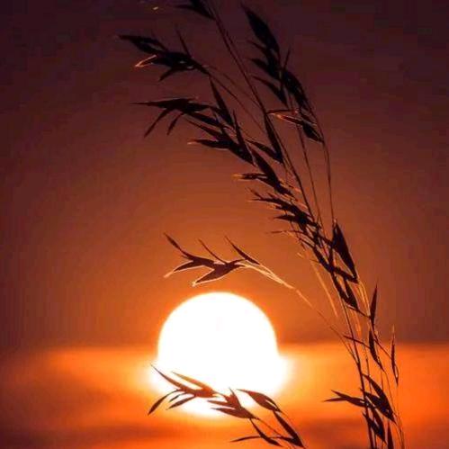 大漠驼铃（王俊）