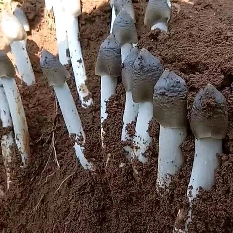 武陵山珍（中华锦绣店）