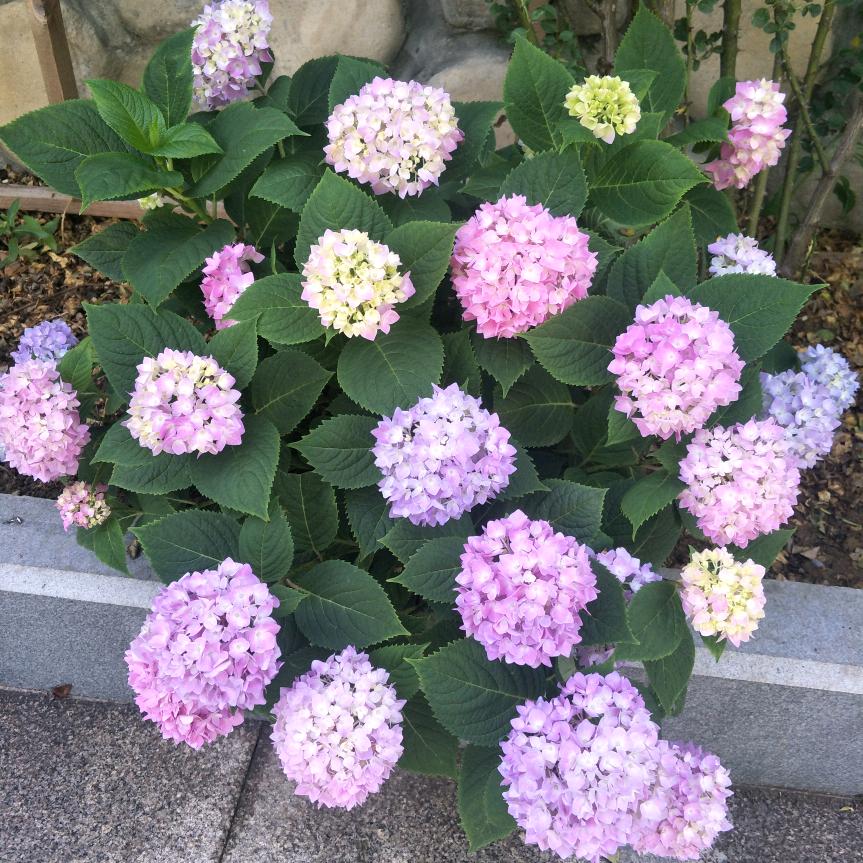 毛虫
