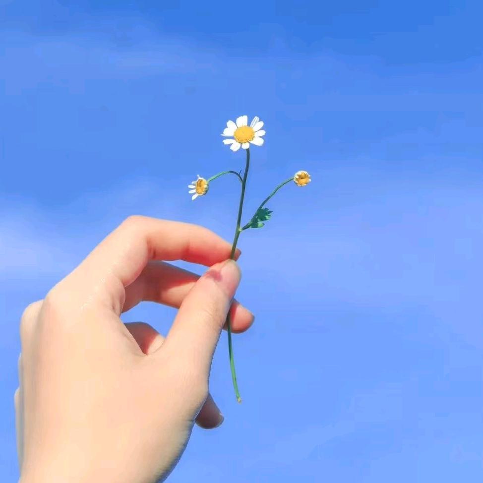 红叶子