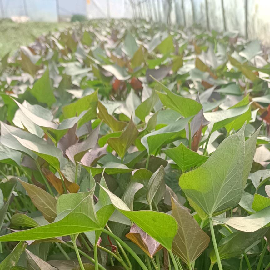 李静红薯薯苗直销家庭农场