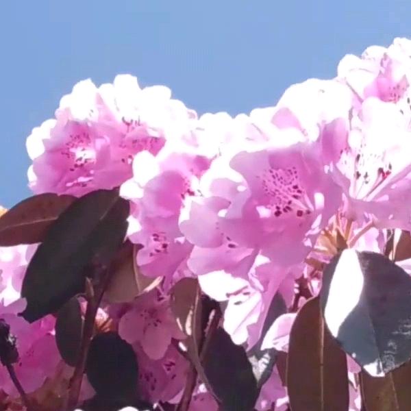 云南小梅花
