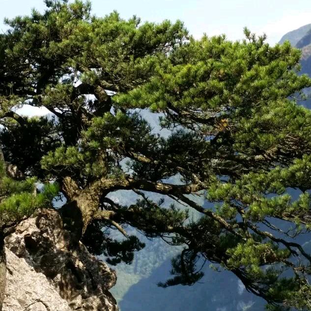 刘家花园