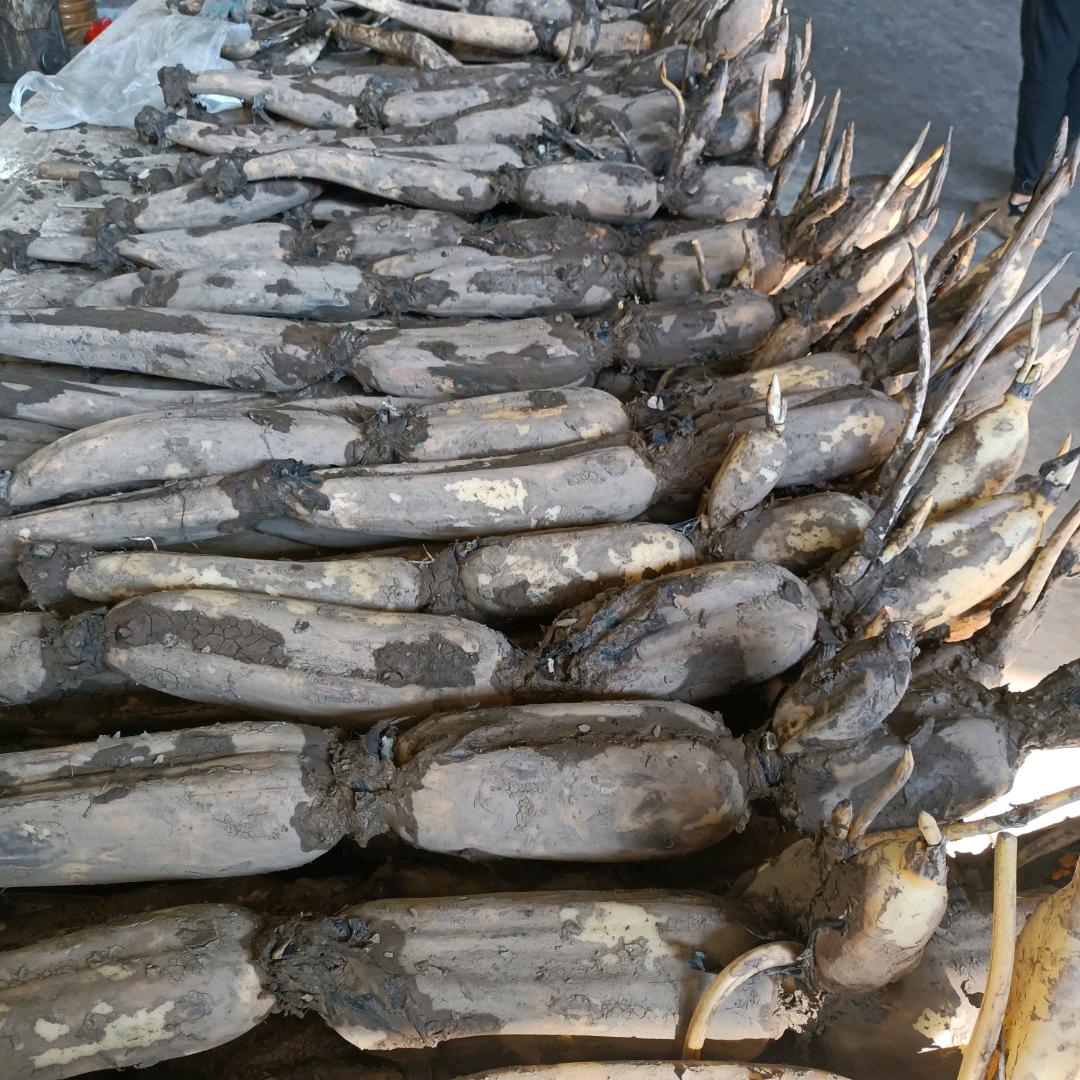 莲藕种植农业户