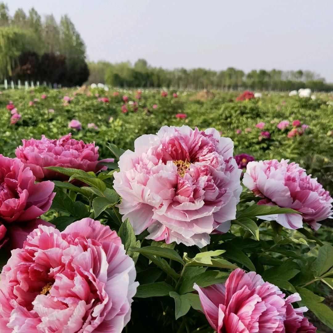 菏泽恒美牡丹