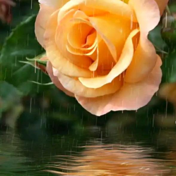 琴💃🏻冉（拒私聊谢谢）