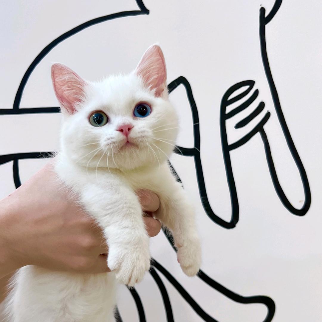 美猫会所