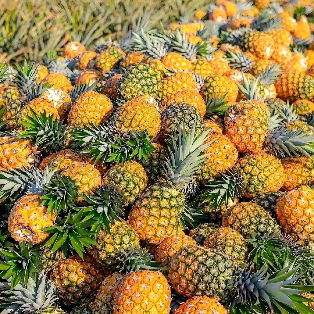 文山州菠萝炒招工