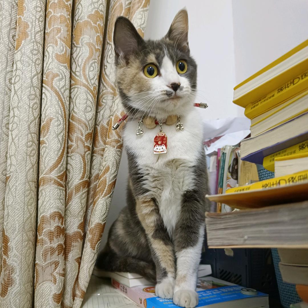 🌈🌻别看我只是一只喵♡🌈🌻