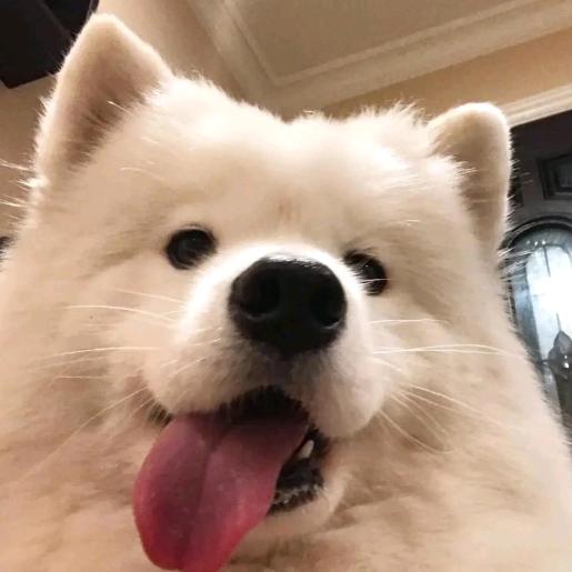 狗勾
