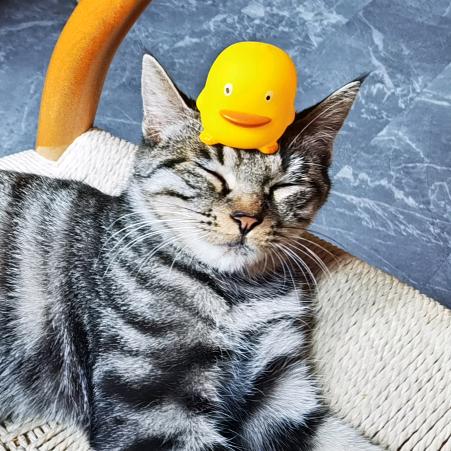 🌈猫狗小世界🌻