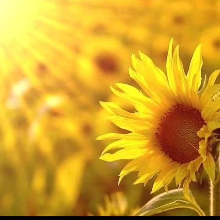 葛银芬