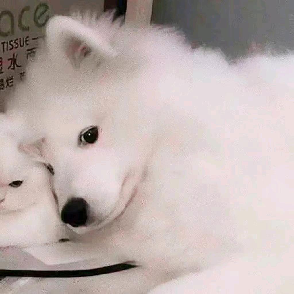 牙痛吃啥都不香