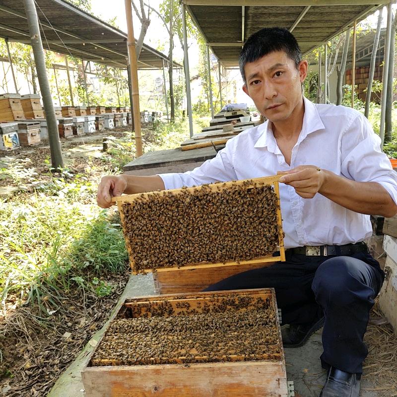 金喀蜂王育种场