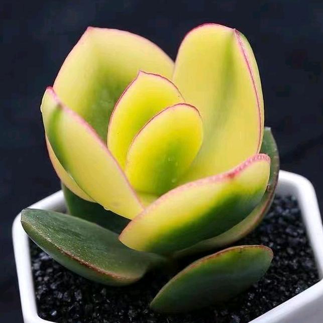沂南一诺花卉