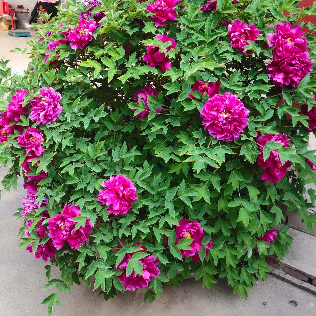 世花
