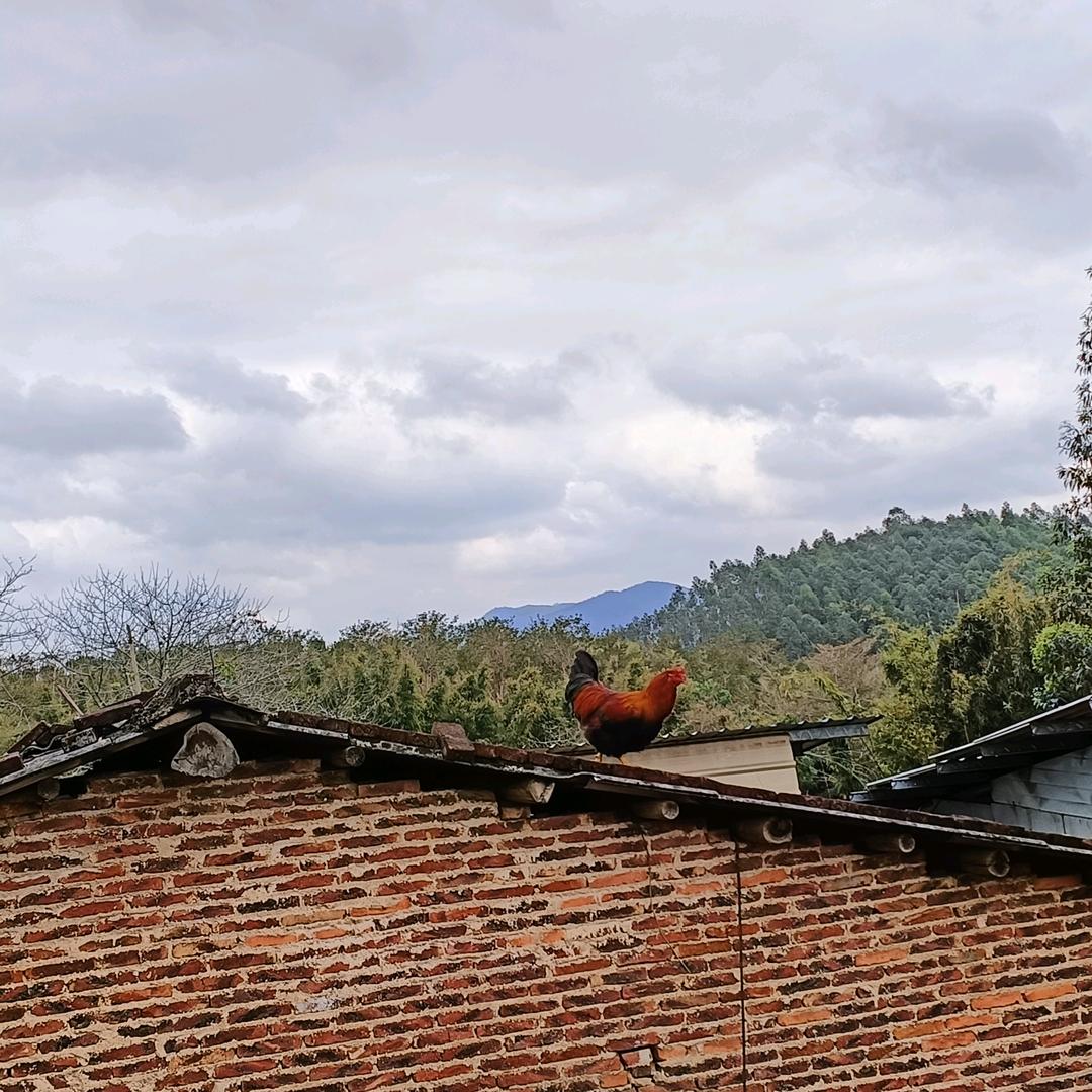 辉记三鸟杂粮潲水鸡