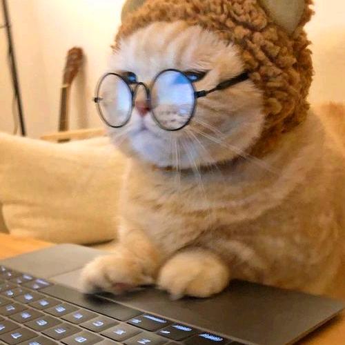 懒猫剧场