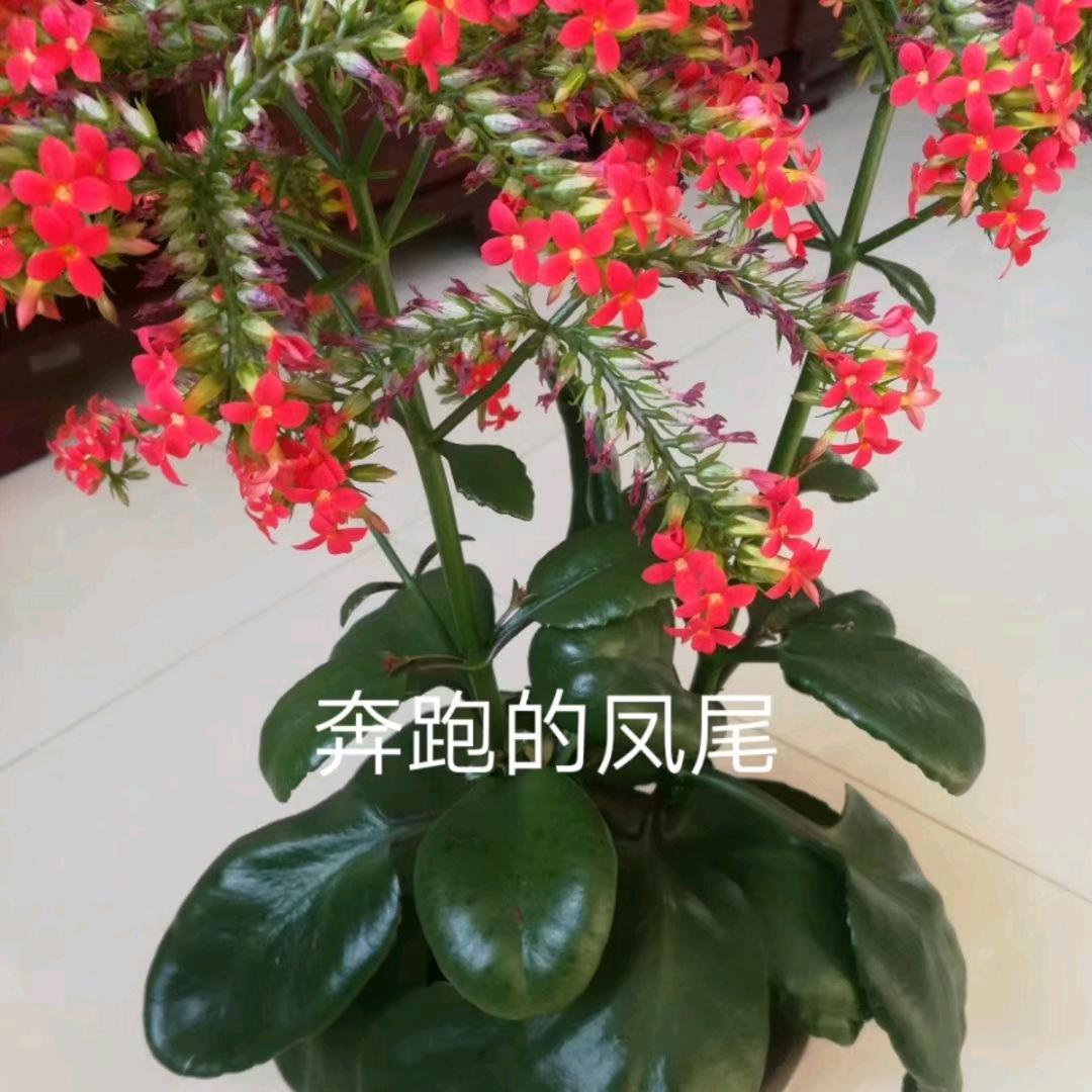 奔跑者